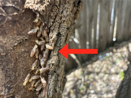 Brisbane termite nest in tree building and pest inspections real estate due diligence buyers agent vision property buyers