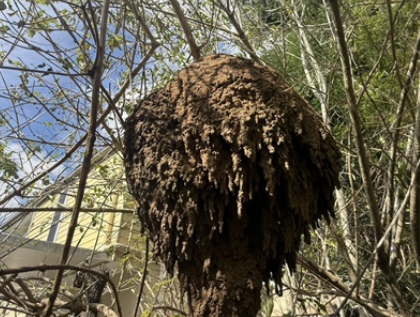 Ipswich termite nest in tree building and pest inspections real estate due diligence buyers agent vision property buyers